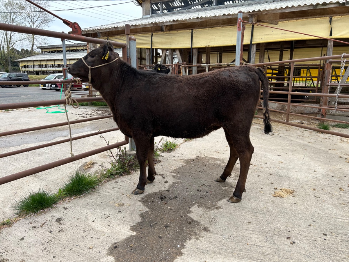 白鵬85の3・福之姫など和牛の受精卵販売【手嶋.breeding.center 受精卵販売】